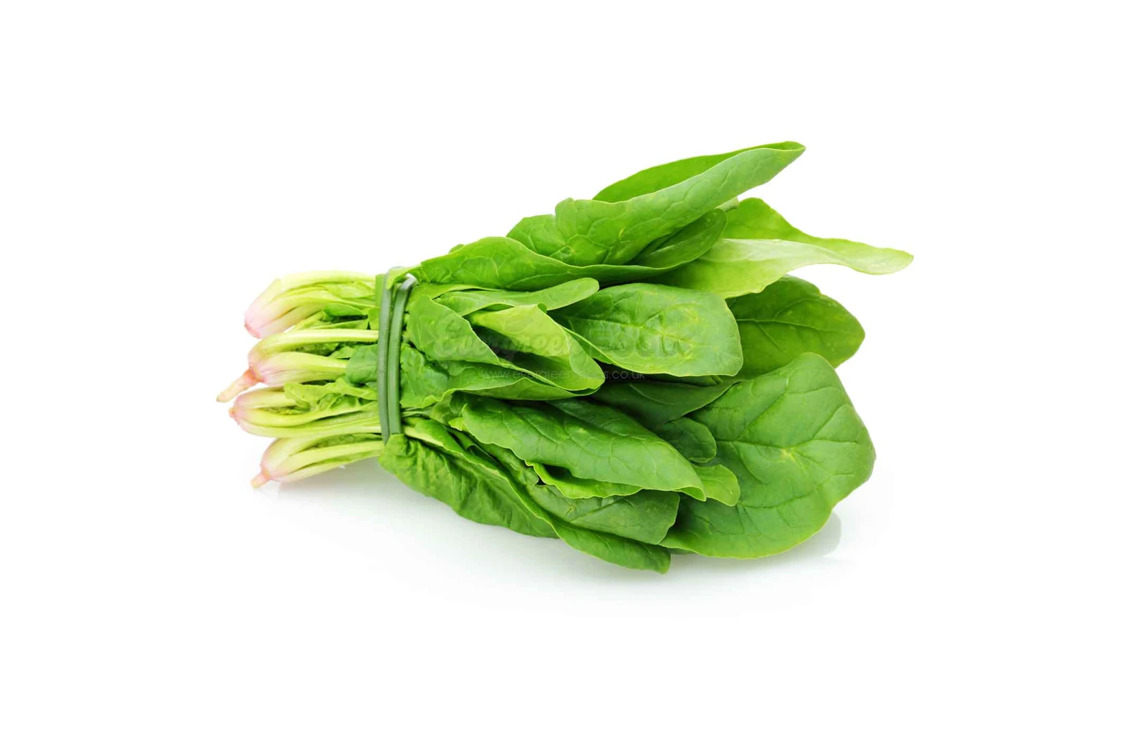 Fresh Spinach Bunch
