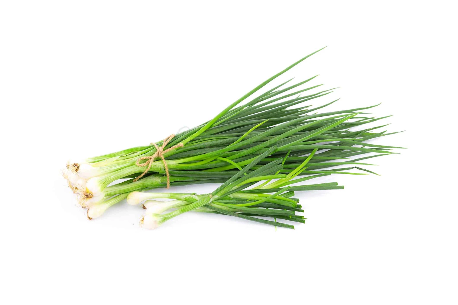 Spring Onion Bunch